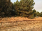 Santiponce: Alertamos del riesgo de incendio en el Conjunto Arqueológico de Itálica 